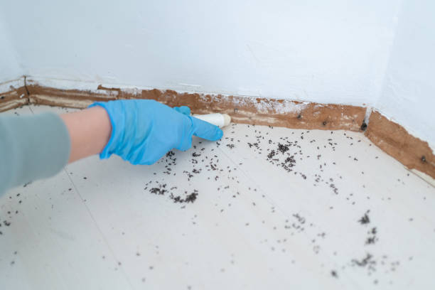 Best Termite Control Services  in Dade City North, FL